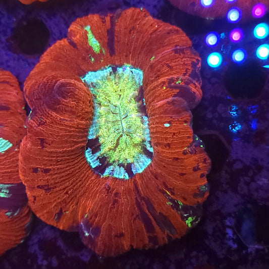 Toxic Center Multicolor Wellso (Video in pics)