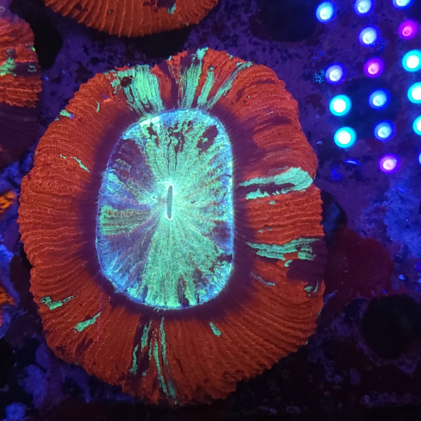 Multicolor Wellso (Video in pics)