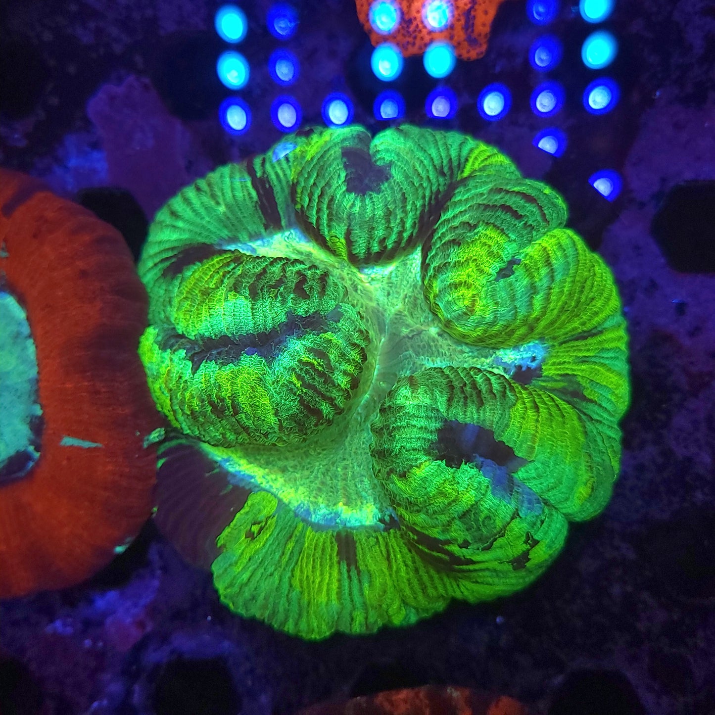 Toxic Rainbow Wellso (Video in pics)