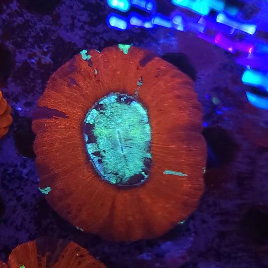 Red Multicolor Wellso (Video in pics)