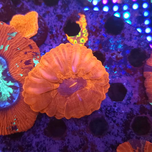 Ruby Red Cynarina (Video in pics)