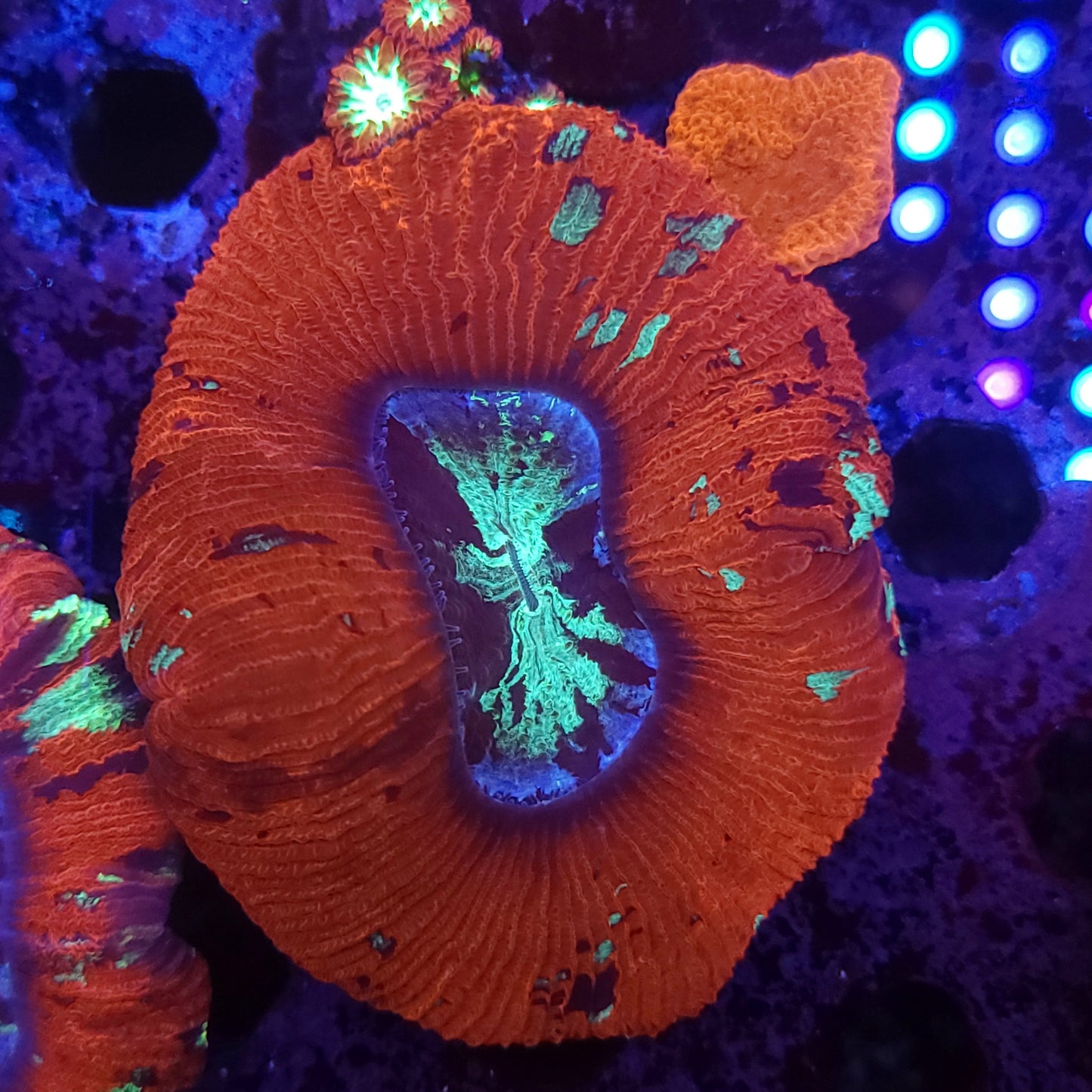 Red Multicolor Wellso (Video in pics)