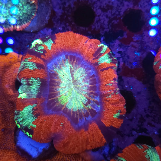 Red Rainbow Wellso (Video in pics)