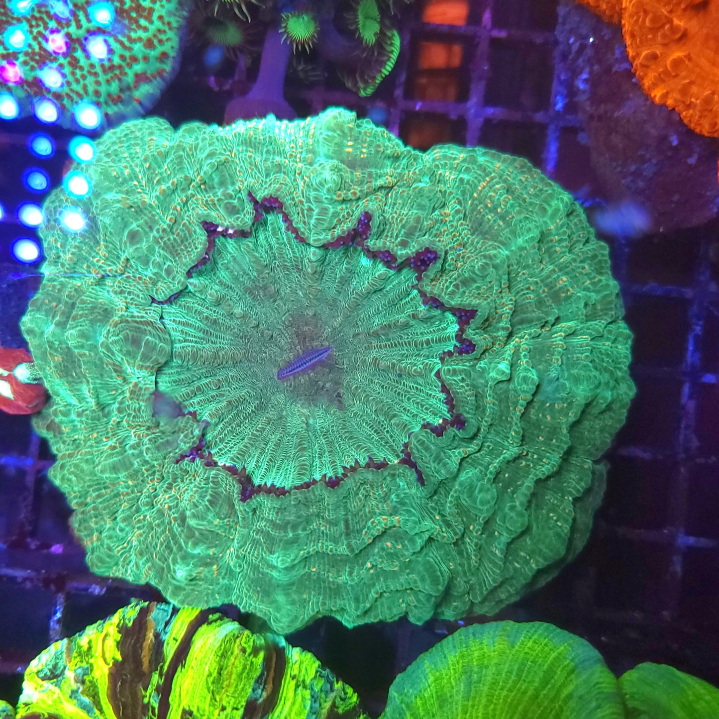 Green with Orange Splatter Acantho (Video in pics)