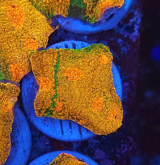 Mummy Eye Meltdown Chalice