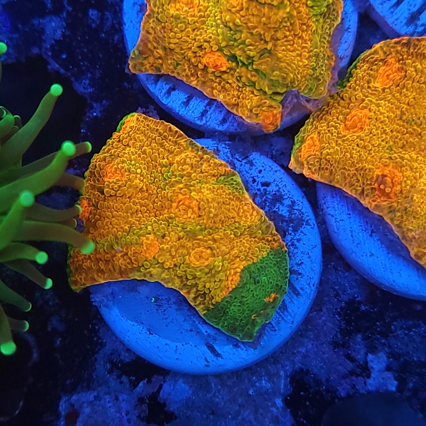 Mummy Eye Meltdown Chalice