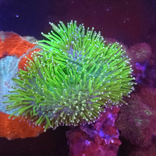 Neon Green Long Polyp Toadstool Leather