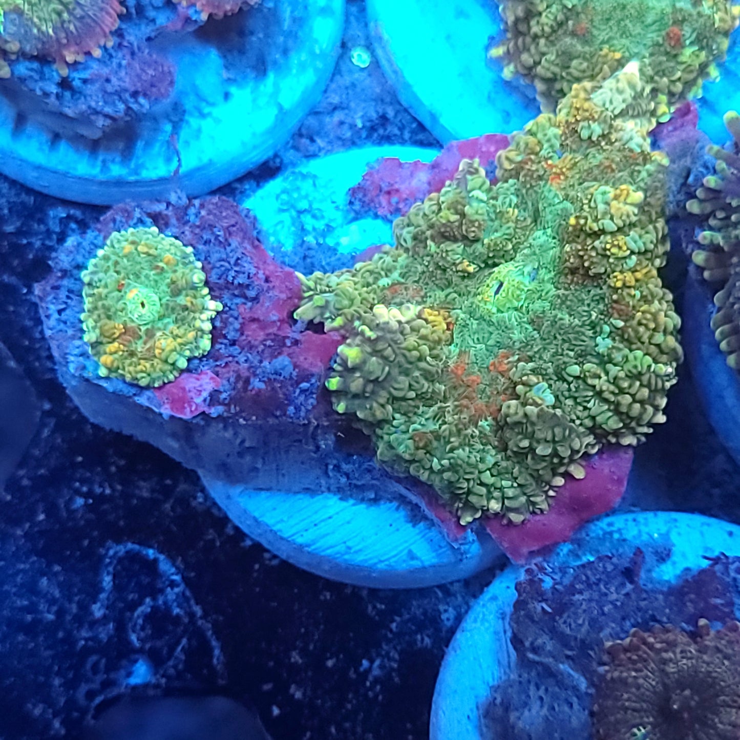 Autumn Leaves Mushrooms