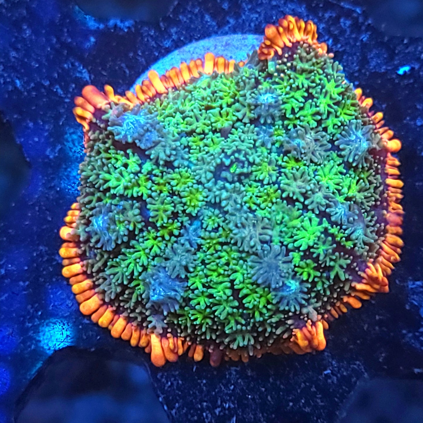 Ultra Frank Mushroom (Video in pics)