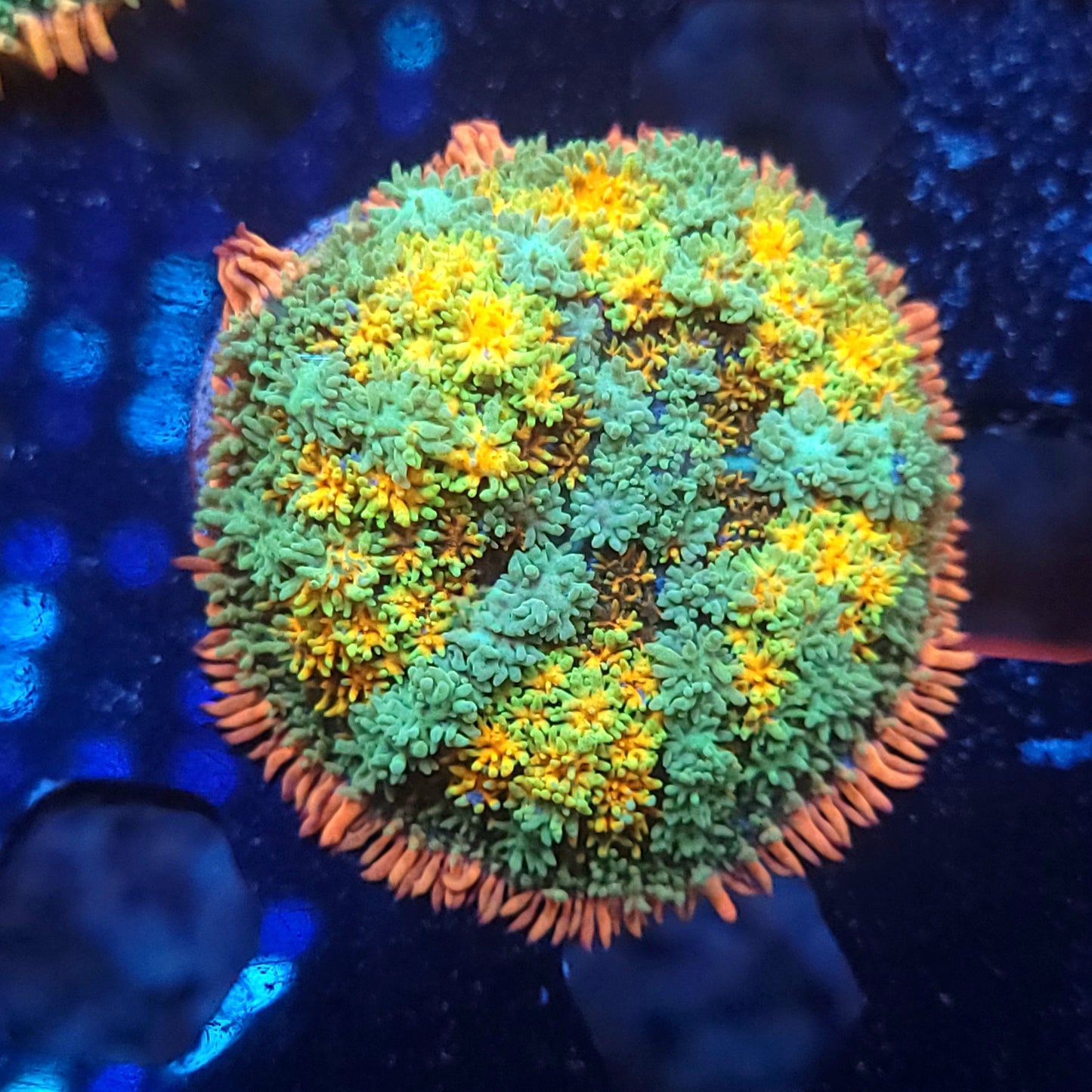 Insane Rainbow Frank Mushroom Large (Video in pics)