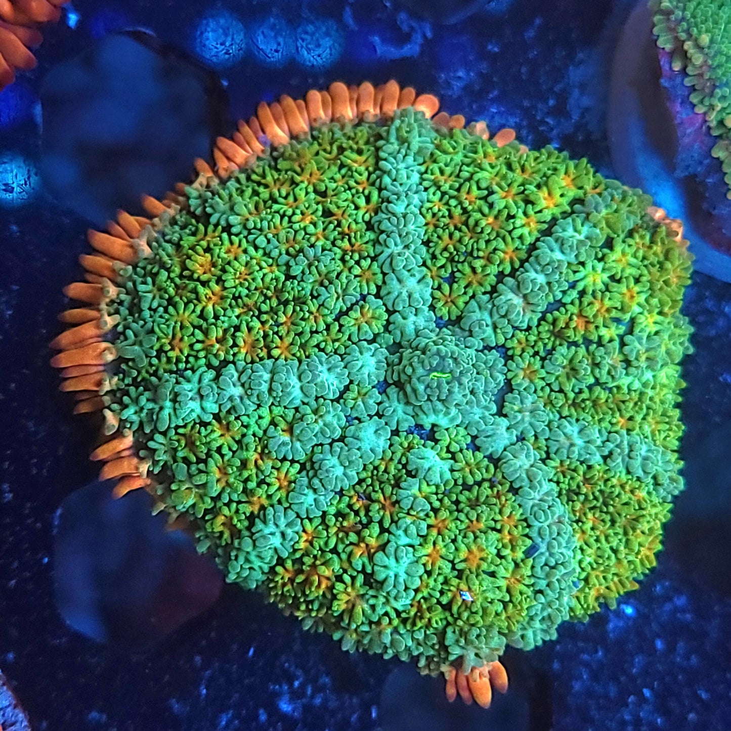 Rainbow Frank Mushroom XL (Video in pics)