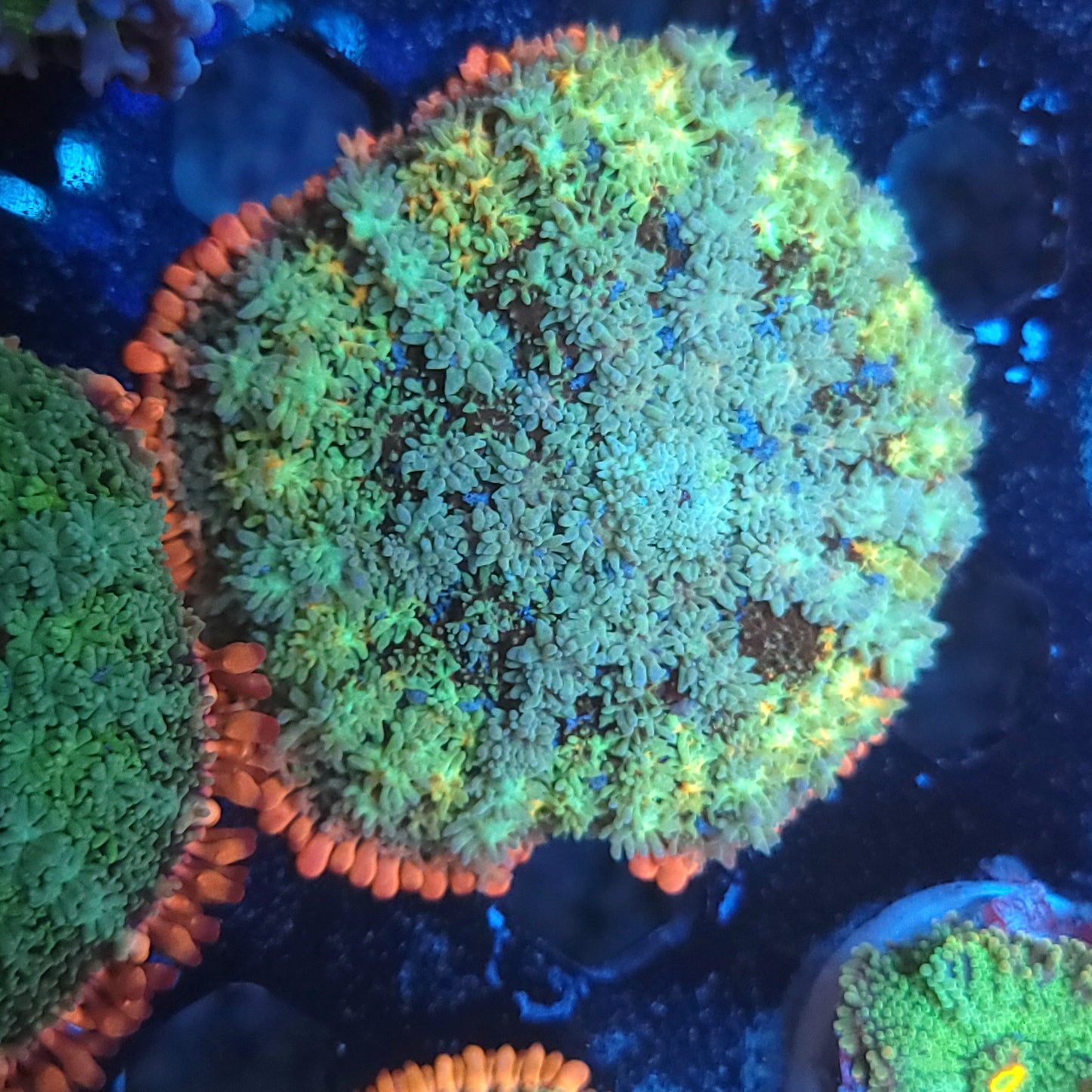 Crazy Rainbow Frank Mushroom XL (Video in pics)