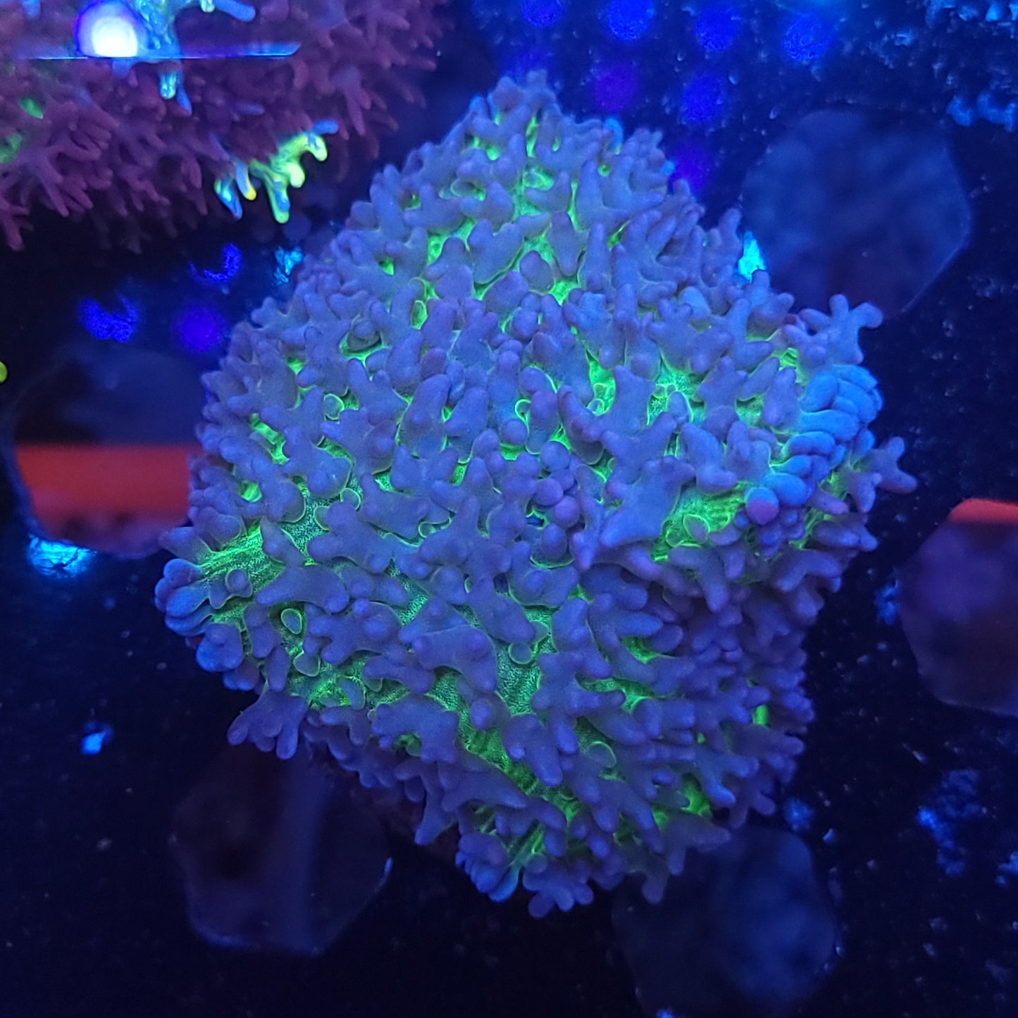 Toxic Lavender Carpet Mushroom (Video in pics)