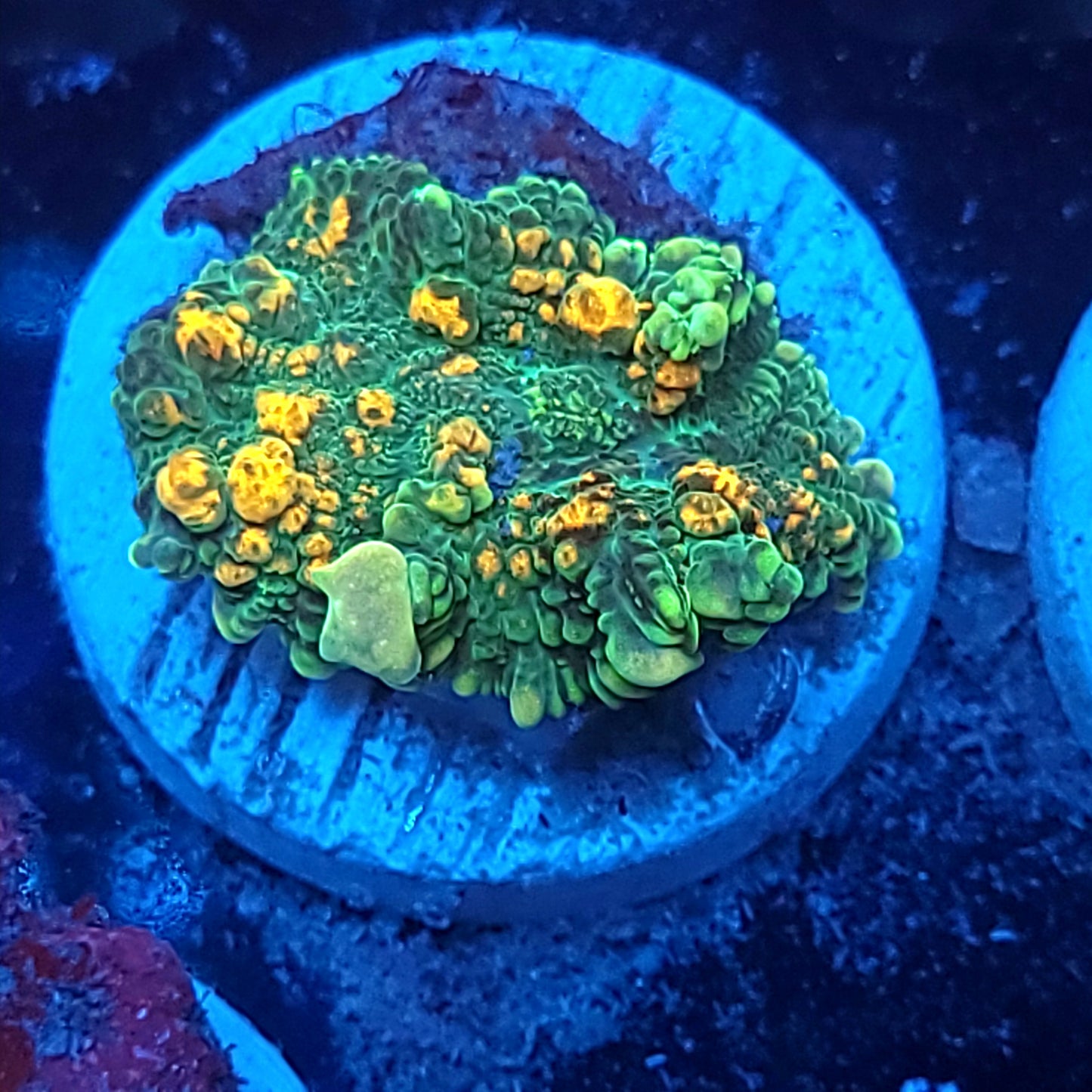 Orange Splatter Bounce Mushroom