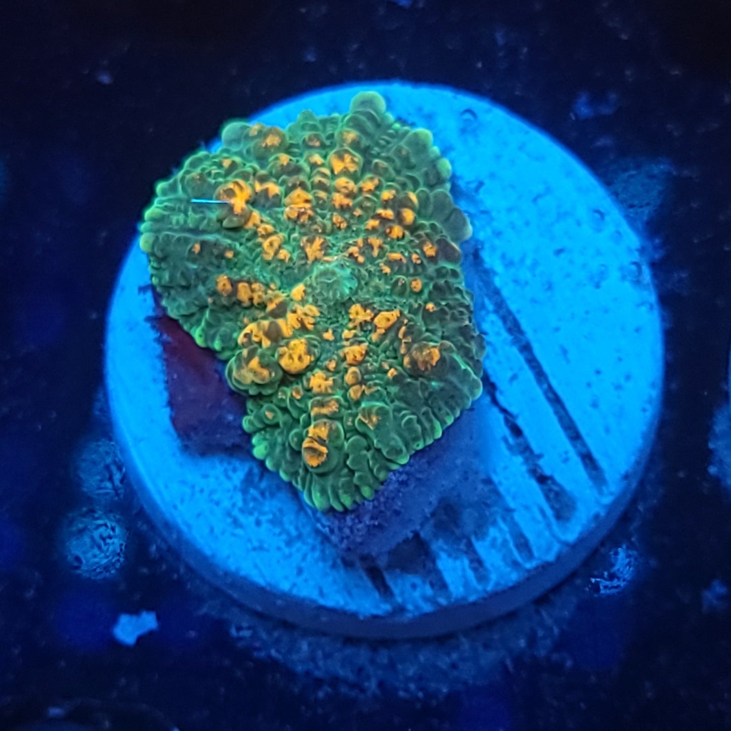 Orange Splatter Bounce Mushroom