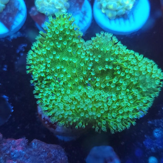 Neon Green Toadstool Leather