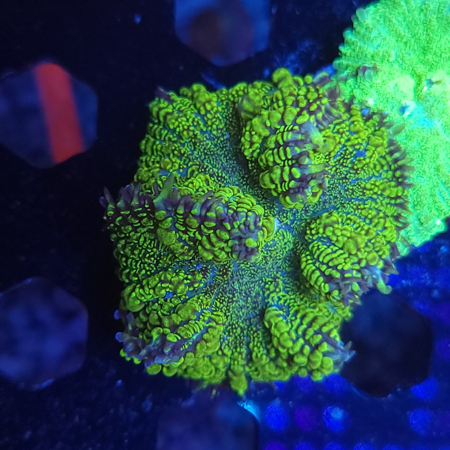 Swamp Thang Bounce Mushroom XL (Video in pics)