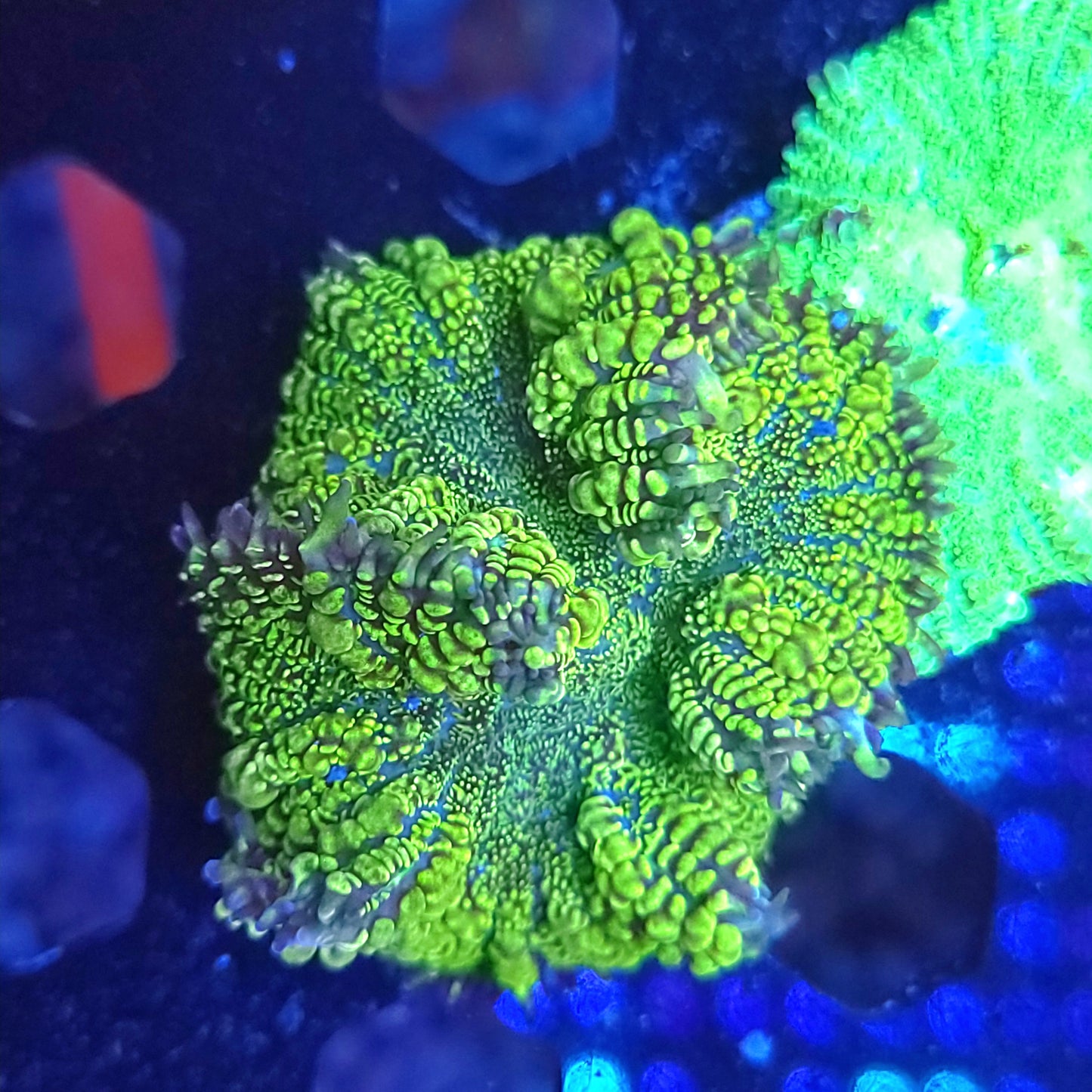 Swamp Thang Bounce Mushroom XL (Video in pics)