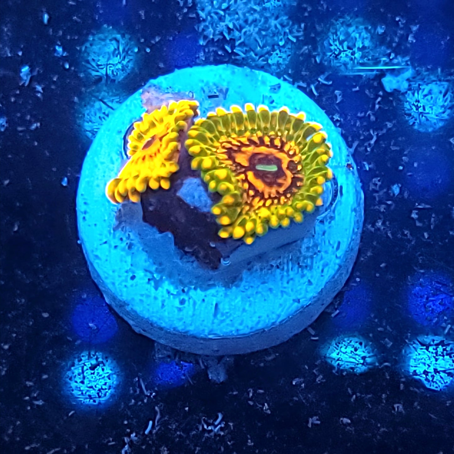 GMK Zoas