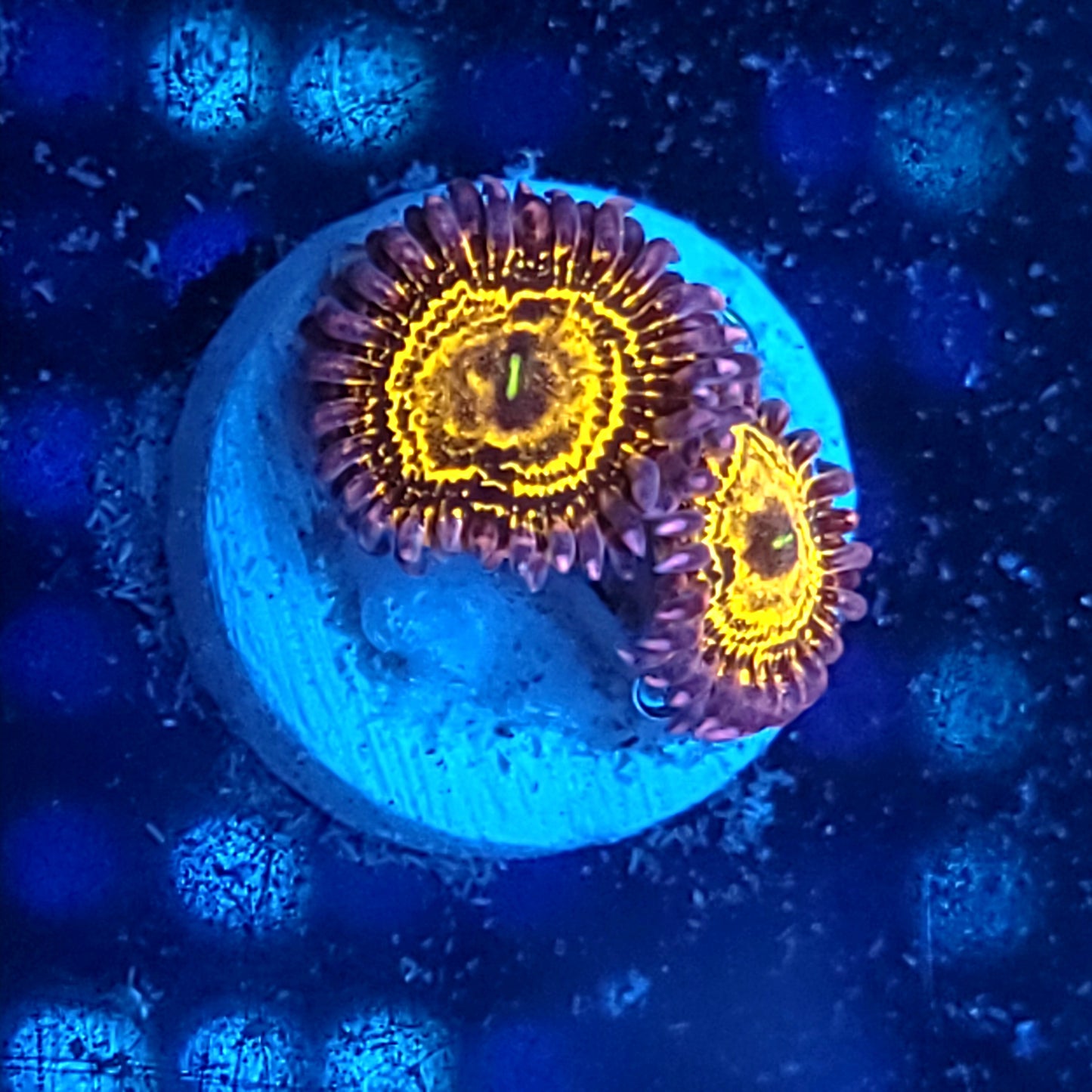 Stratosphere Zoas