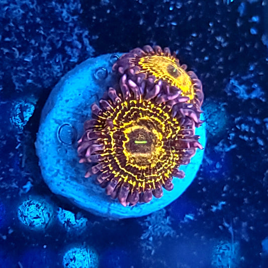 Stratosphere Zoas