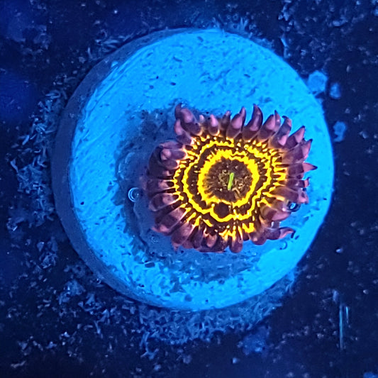 Stratosphere Zoas
