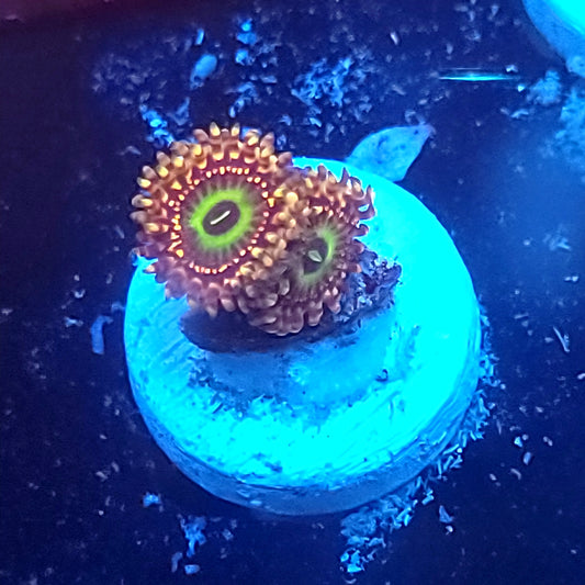 Unicorn Fart Zoas