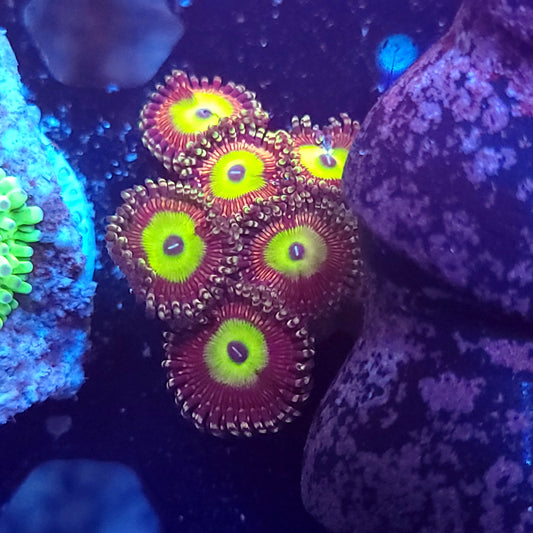 Candy Apple Zoas