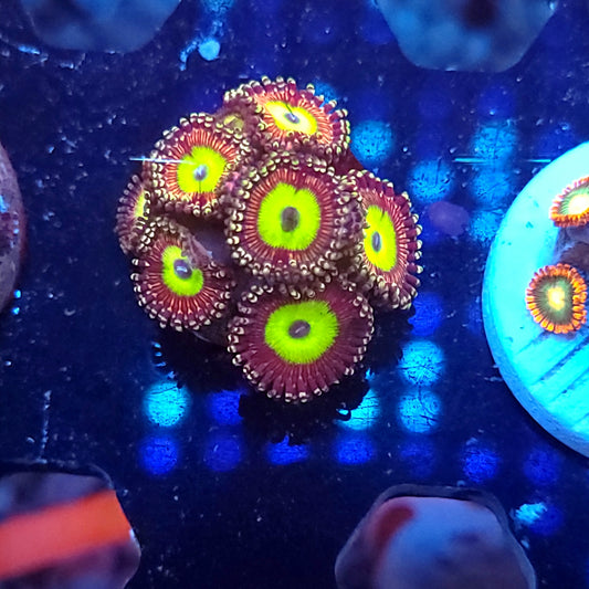 Candy Apple Zoas