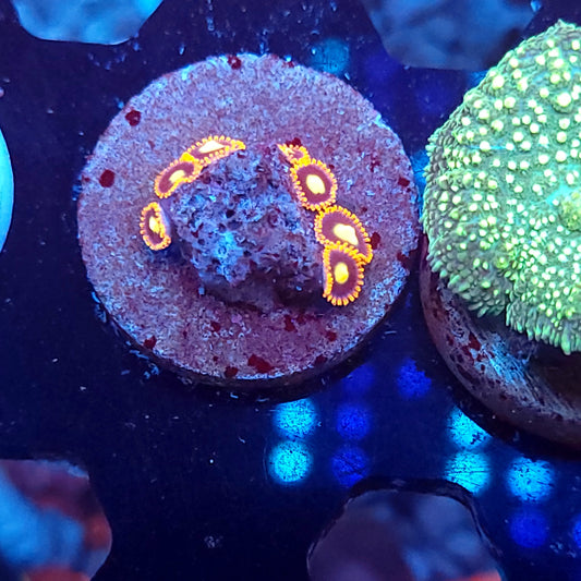 Campfire Zoas