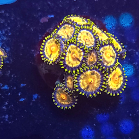 Passion Fruit Zoa