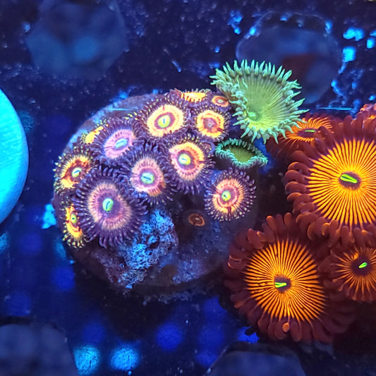 Gobstopper Zoas
