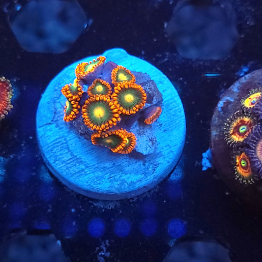 Emeralds on Fire Zoa