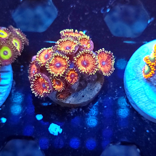 Armor of God Zoas