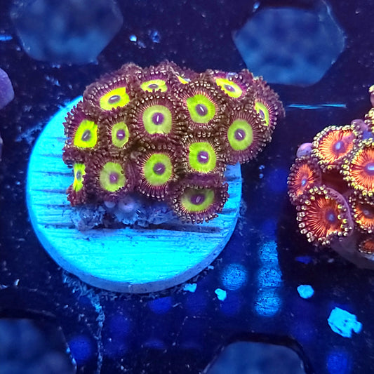 Candy Apple Green Zoas