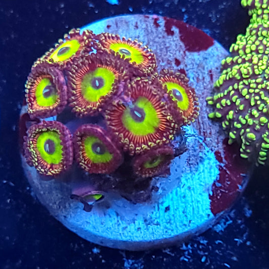 Candy Apple Zoas