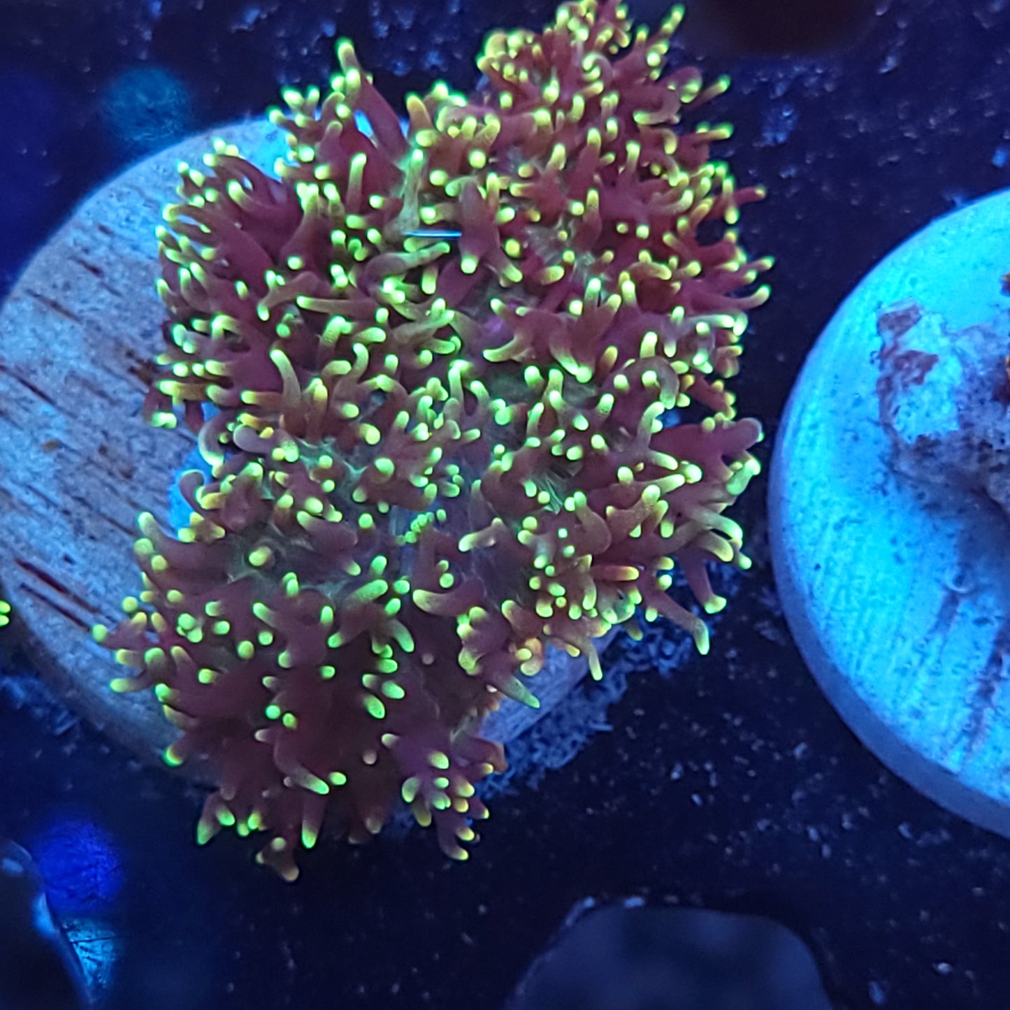 Green Hair Mushroom Double