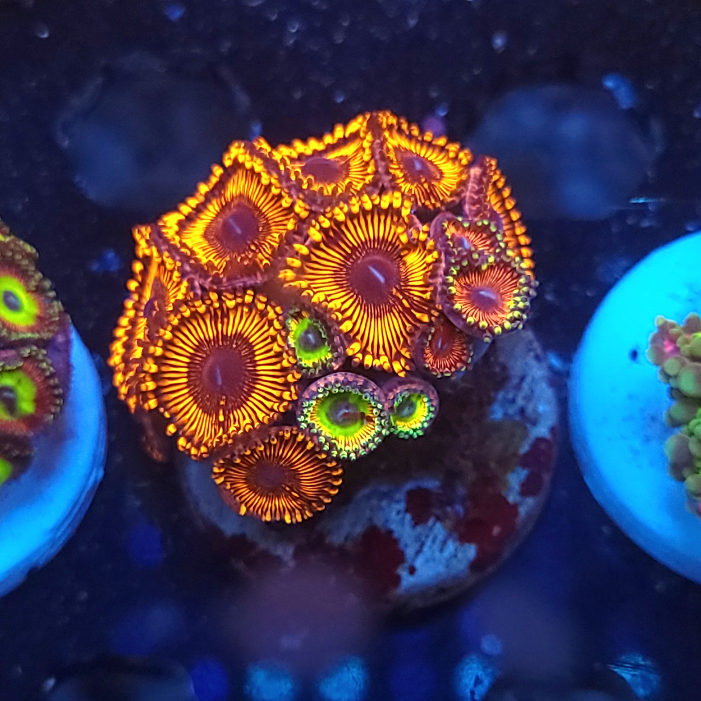 Inferno and Rainbow Troll Zoa Combo