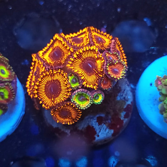 Inferno and Rainbow Troll Zoa Combo
