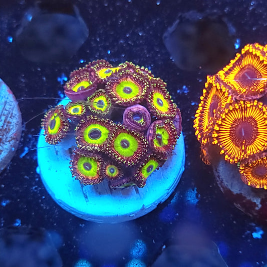Candy Apple Zoas