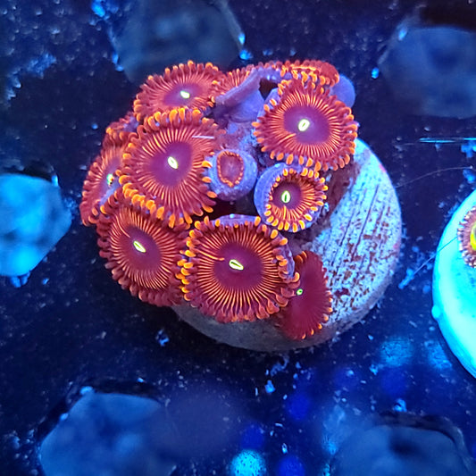 Red People Eater Zoas