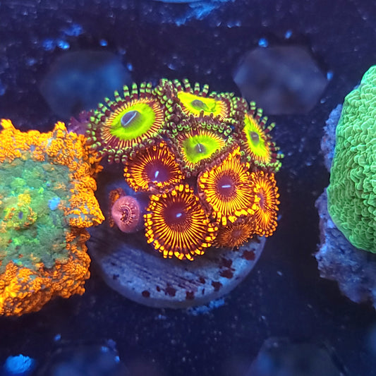 Rainbow Troll and Inferno Zoa Combo