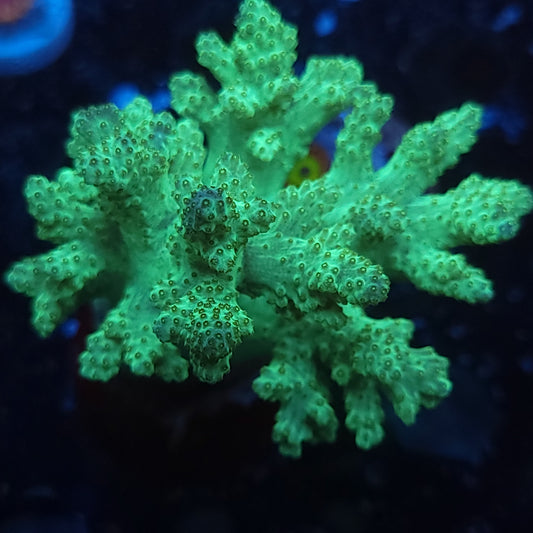 Toxic Sinularia Leather