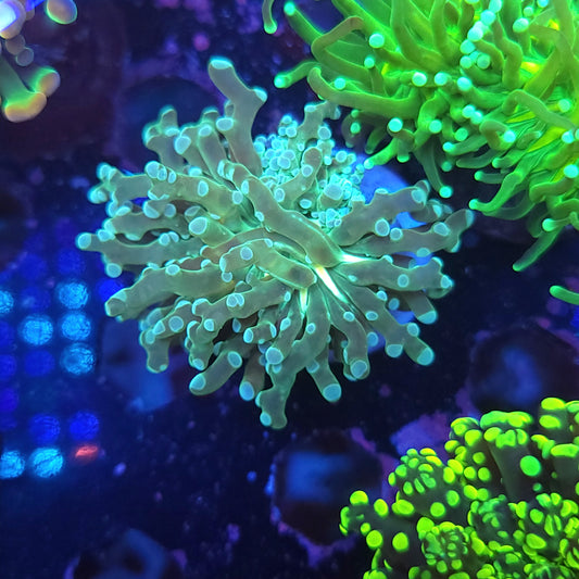 Limeade Frogspawn