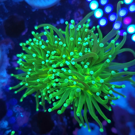 Mean Green Torch Double (Video in pics)