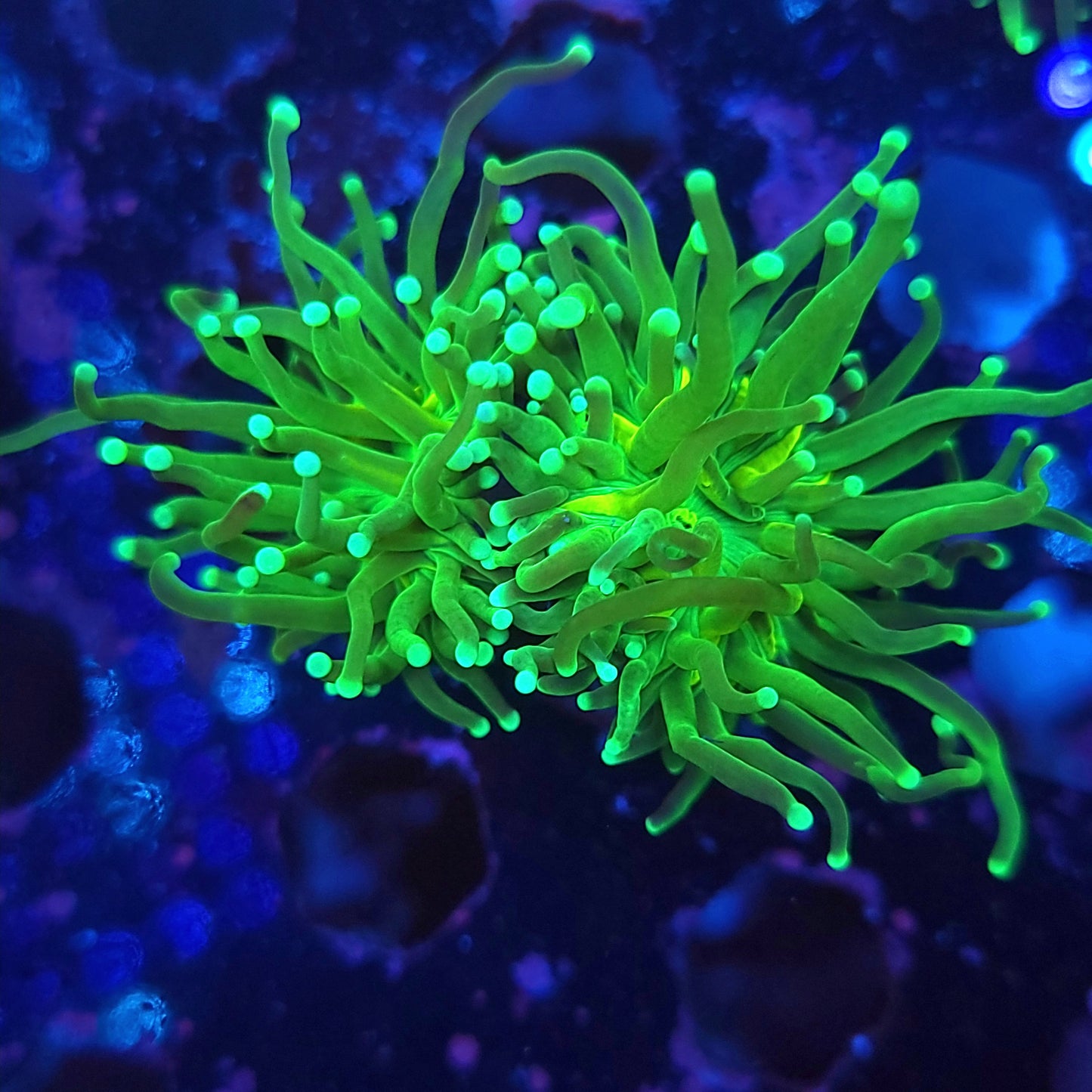 Mean Green Torch Double (Video in pics)