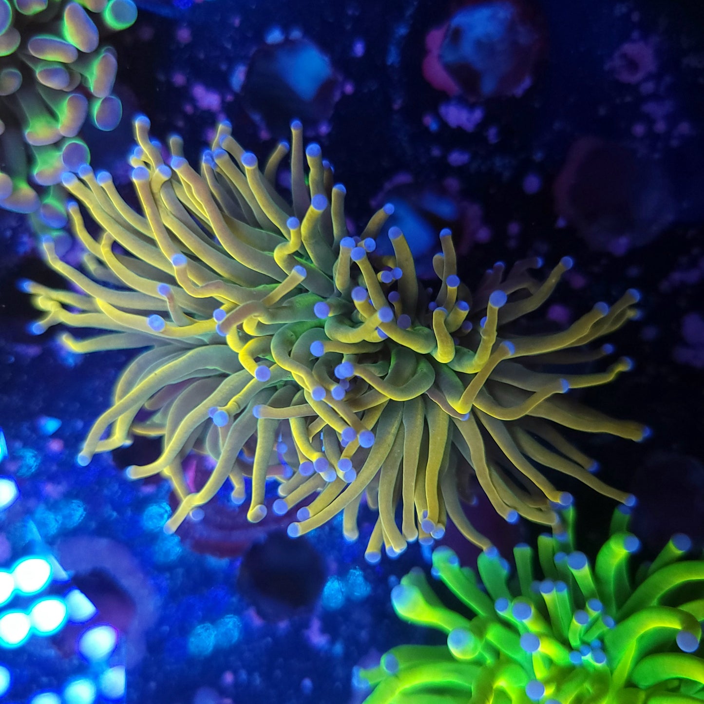 Dragon Tamer Torch Splitting (Video in pics)