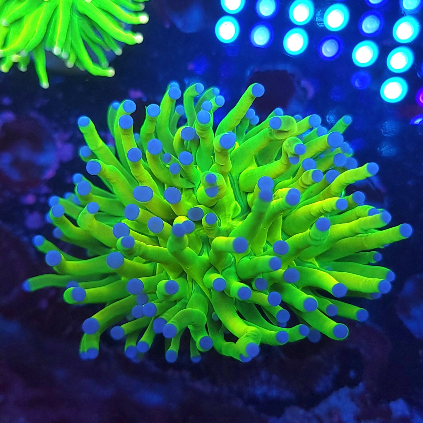 Holy Grail Torch (Video in pics)