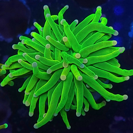 Cotton Candy Grail Torch (Video in pics)