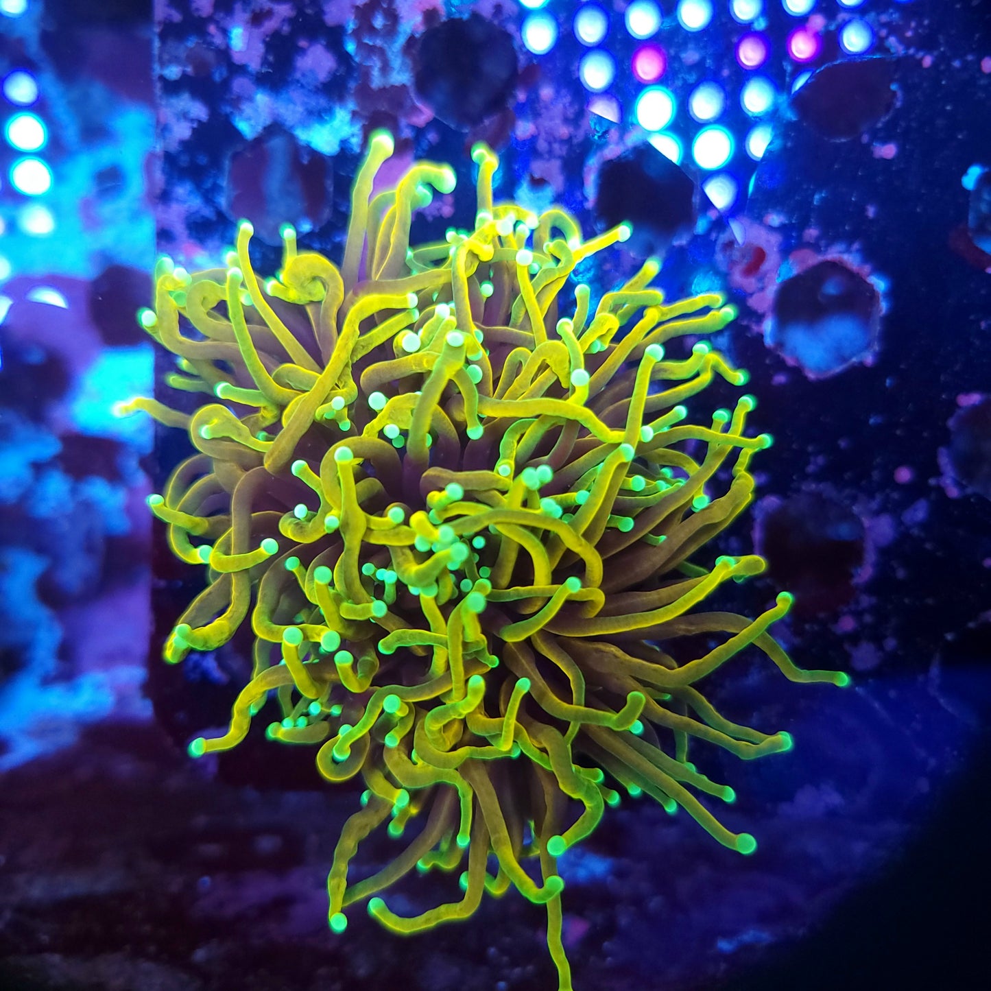 Hellfire Torch Double (Video in pics)